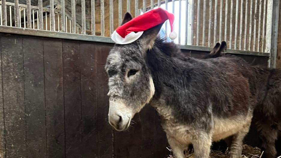 A donkey with dark grey fur standing in stables. It has a red and white santa hat on.