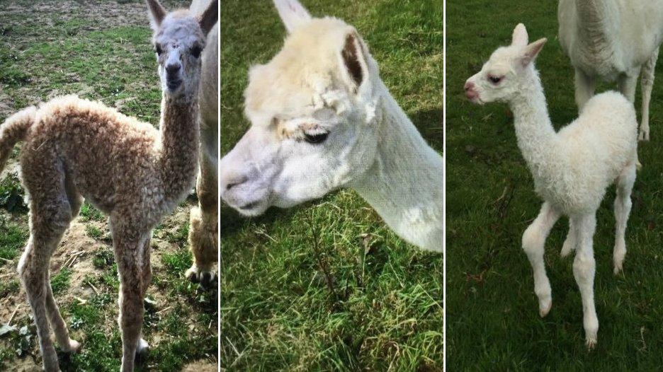 Pleasance, Gabriella and Ragamuffin
