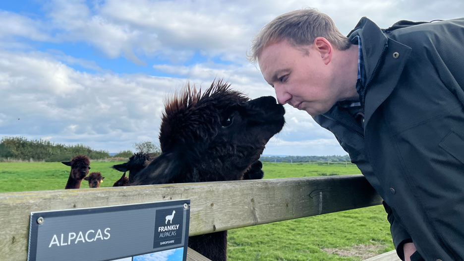 A man in a green jacket touching noses with an Alpaca over a farm gate with a sign saying Alpacas in the foreground