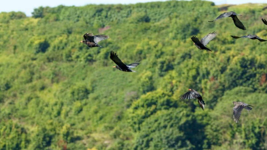 A total of eight choughs flying above unidentified grassland