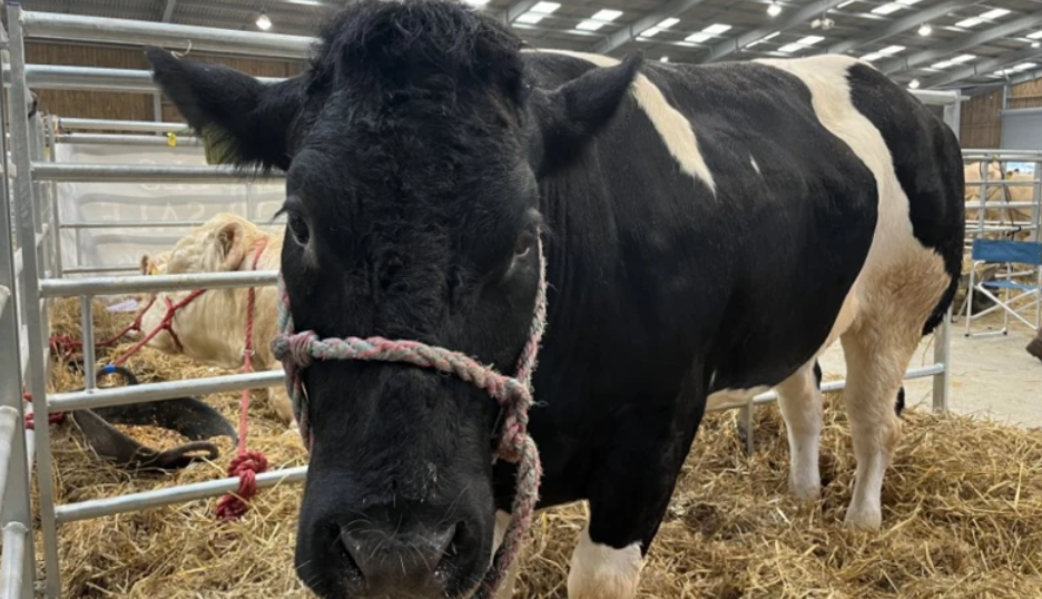 Picture of a black and white cow.