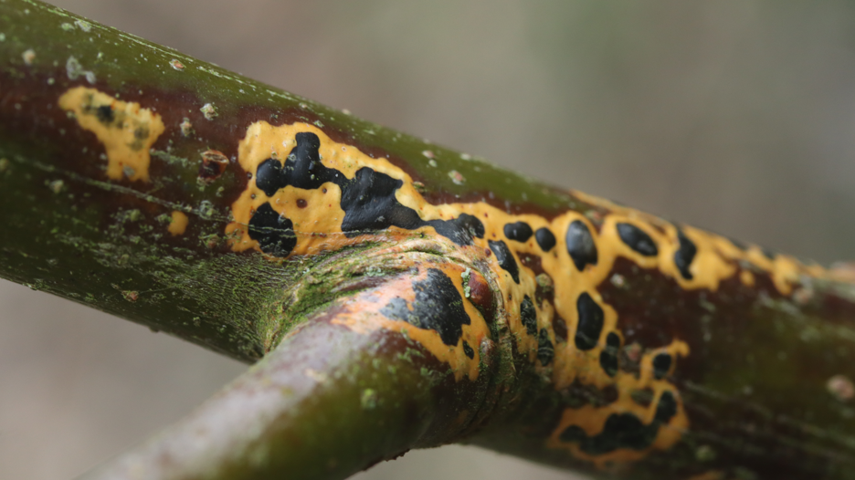 An image of the willow blister fungus, also known as Cryptomyces maximus, on a willow tree branch