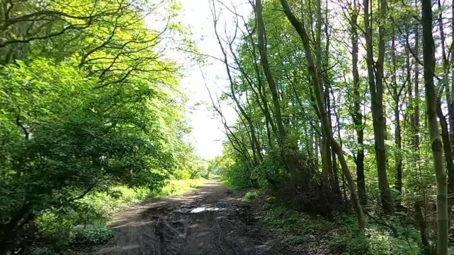 A disused railway line has been adapted into a cycle path: a muddy and uneven track, with trees and hedgerows on either side.