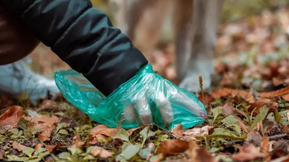 A person cleaning up after their dog on a woodland path