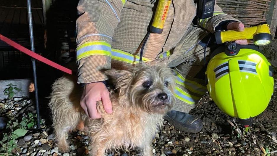 The right hand of a firefighter on the back of small light brown dog. The firefighter is also holding a yellow helmet and a yellow torch.