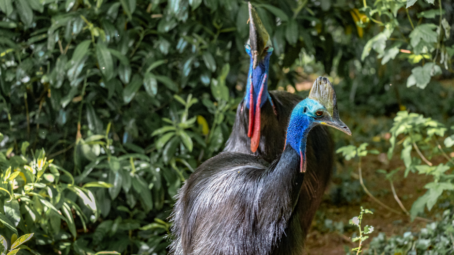 The two birds walk one in front of the other. Green bushes surround them.