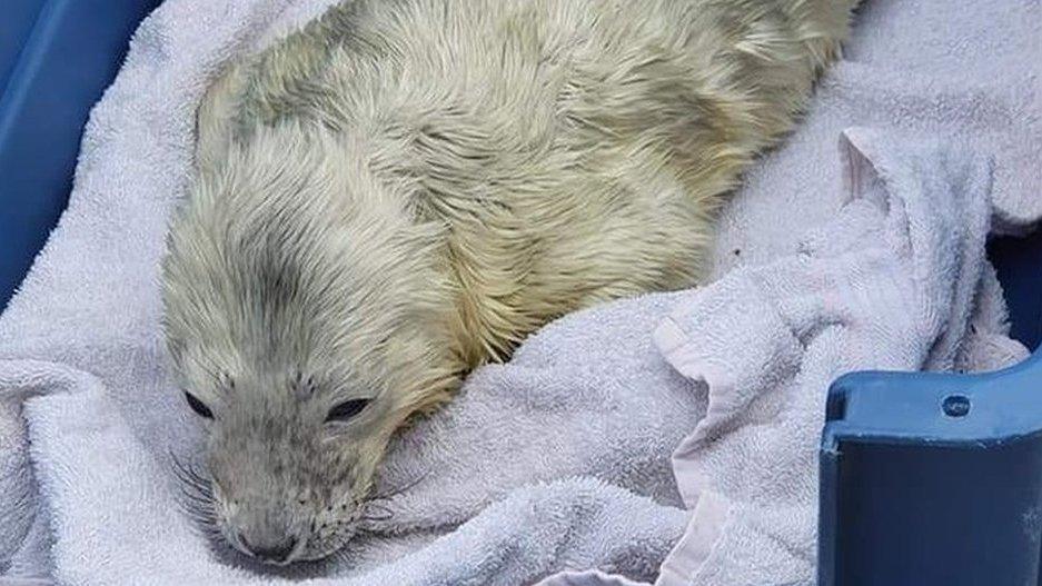 Rescued seal