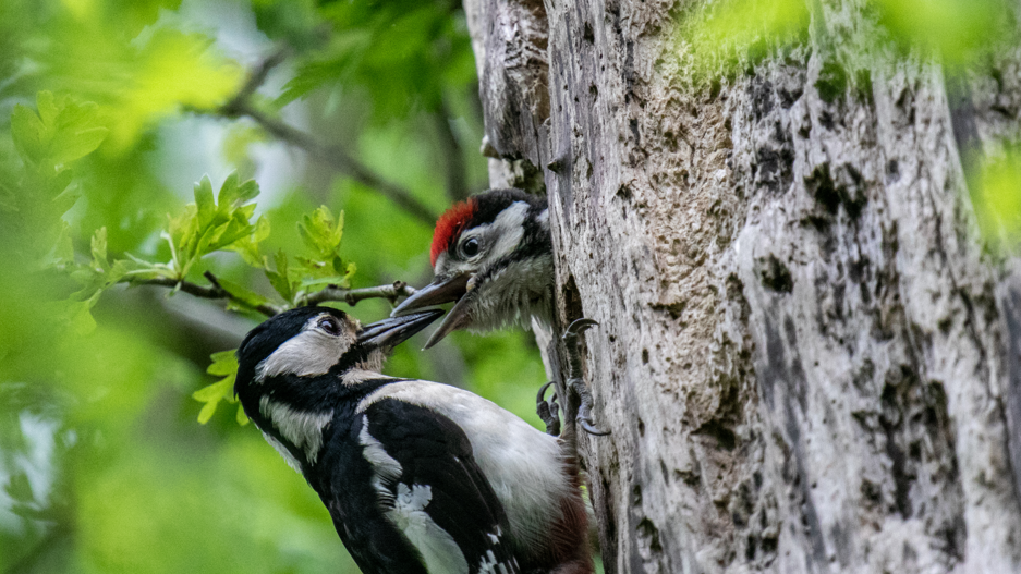 A woodpecker feeding its offspring. The adult woodpecker is perched on the upright trunk of the tree, while the juvenile peers out of a hole/nest in the trunk.