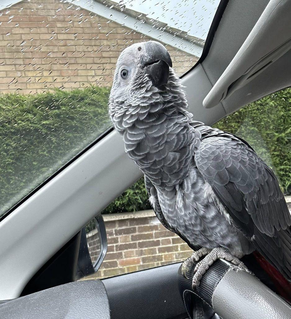 Burt, a grey parrot, on the steering wheel of a car ahead of his journey back home.