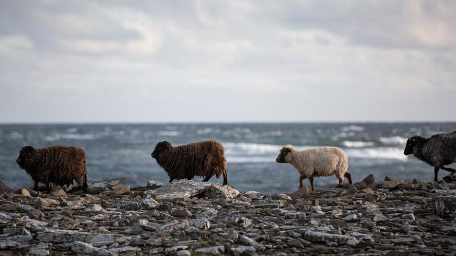 North Ronaldsay sheep