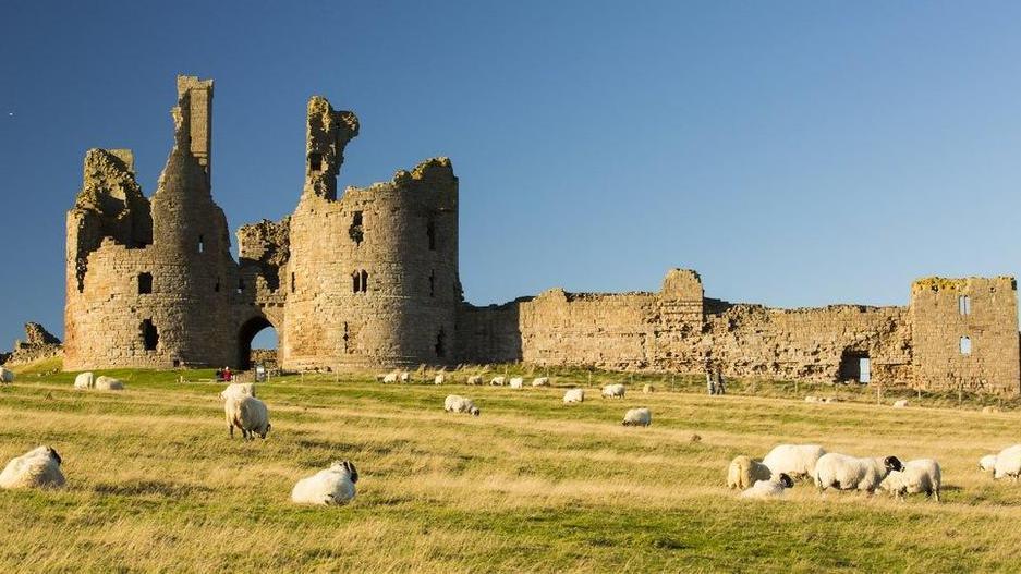 The ruin of Dunstanburgh Castle with sheep in a field in front of it. You can see the main gatehouse and walls next to it  