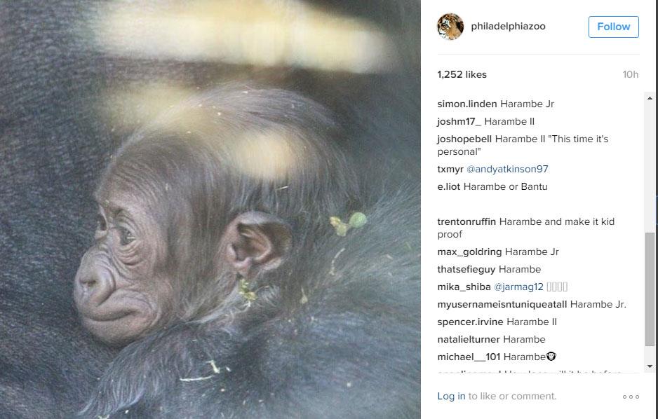 An Instagram photo of the newborn, with comments suggesting "Harambe" over and over