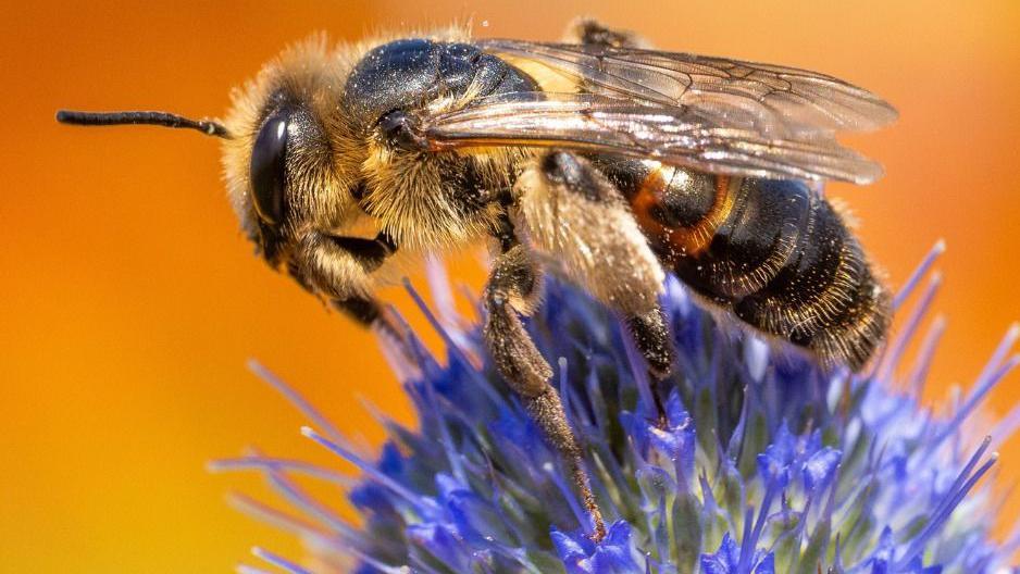 A Perkins’ Mining Bee collecting nectar on a bright blue sea holly flower against an orange background