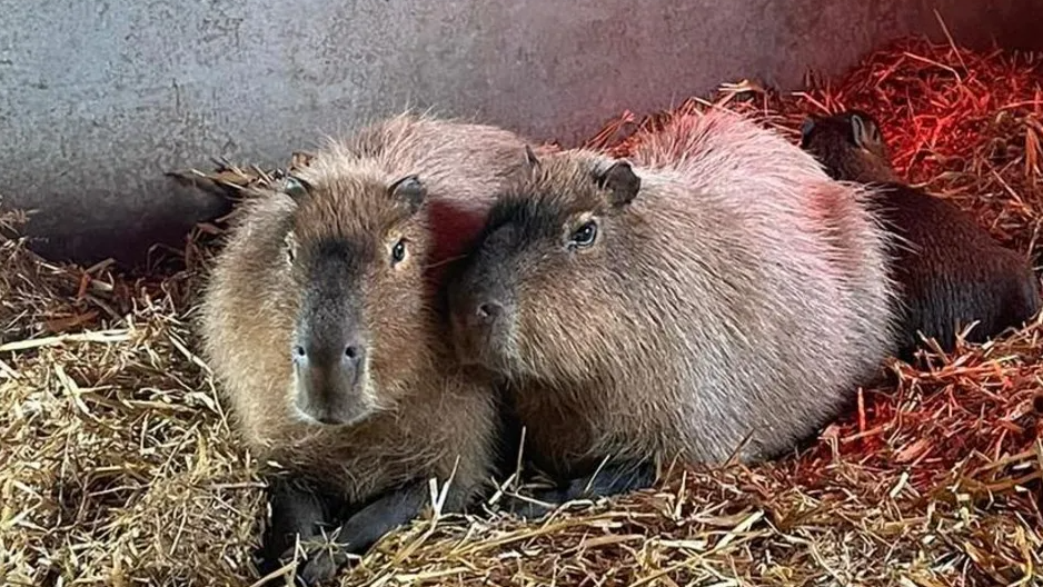 Cinnamon and her brother Churro are sat together on straw 