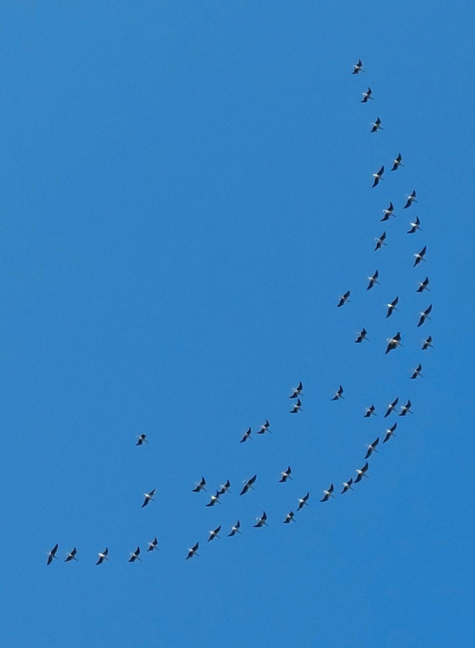A flock of birds set against a blue sky