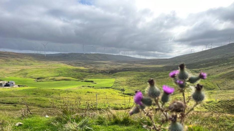 Viking windfarm in the distance, a thistle is in the foreground