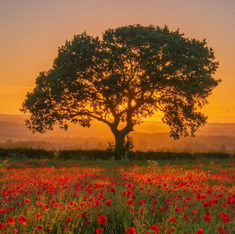 Stephen Ball's picture Silhouette over poppy field