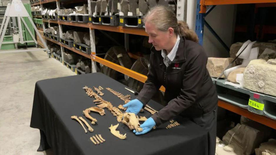 Susan Harrison lays out the remains of the animal on a table covered by black fabric inside the English Heritage storage facility in Yorkshire.
Ms Harrison is wearing blue disposable gloves while holding the skull. Behind her are large shelves containing other finds.