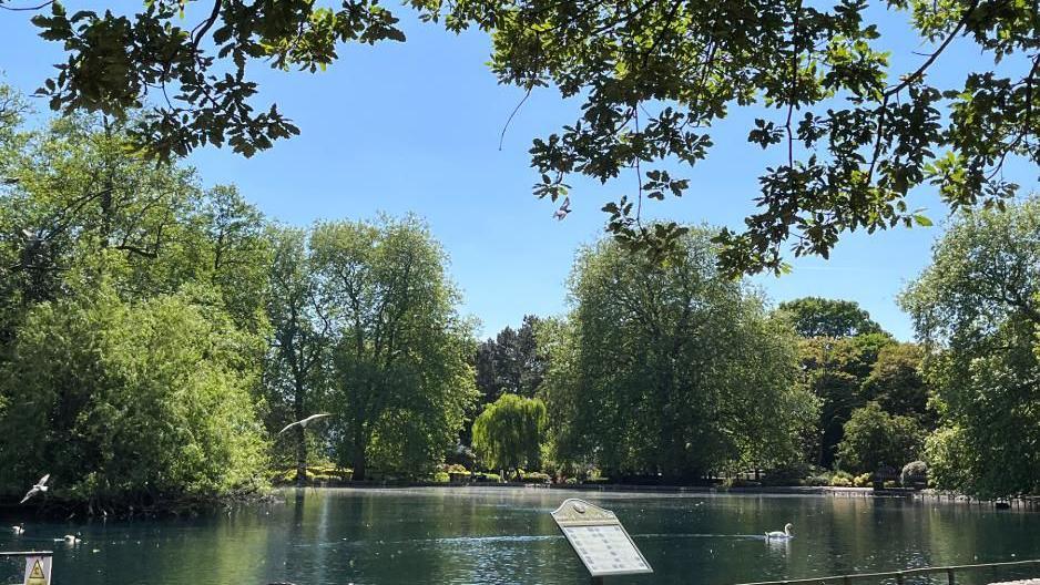 Several trees with green leaves line a lake which has a swan gliding across it.