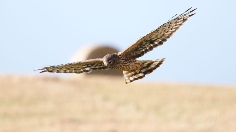 Hen harrier flying over a barley field in Orkney, with a round bale in the distance, against a light blue sky.