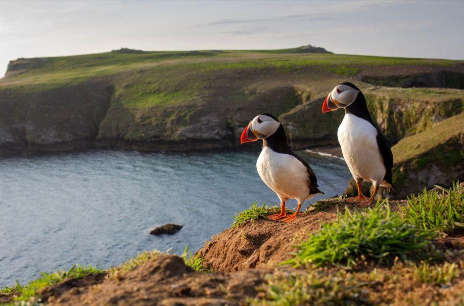 A pair of puffins on Skomer Island, Pembrokeshire