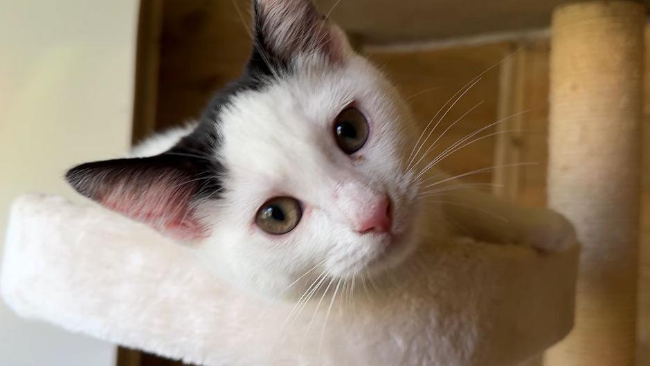 A close up of a black and white cat with green eyes. The cat is lying on a platform on a cat tree with a scratching post visible in the background. 