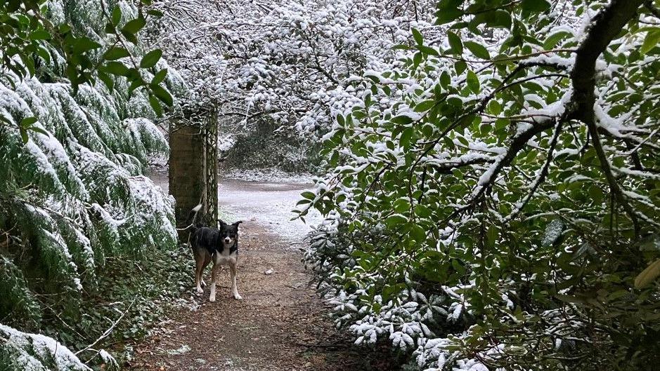 A border collie dog standing in a gateway surrounded by trees and shrubs covered in snow