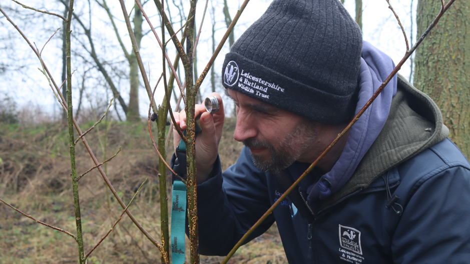 An image of Tim Sexton, wearing a beanie hat and coat inspecting a fungus on a willow tree in Rutland