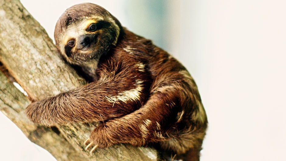 A chestnut-brown sloth with patches of white fur clings to the silver branch of a tree in a forest.