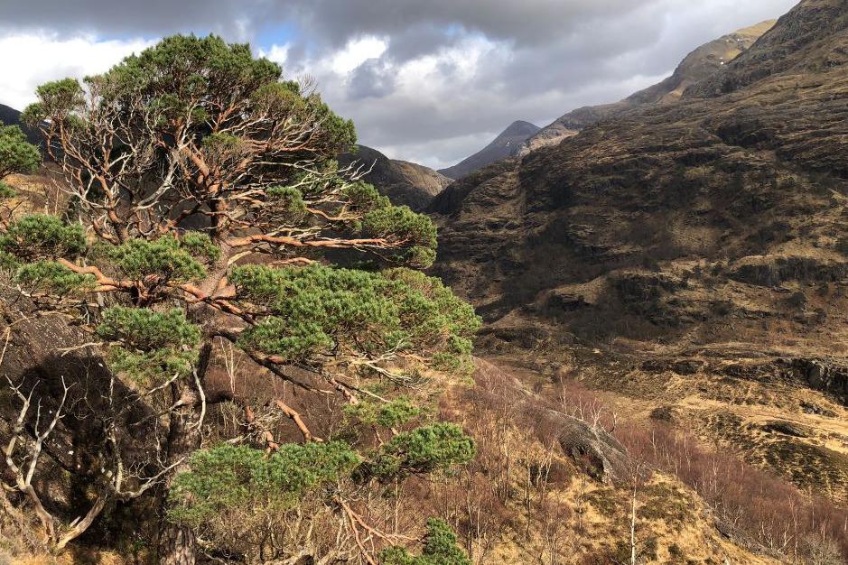 Caledonian pinewood in the Highlands