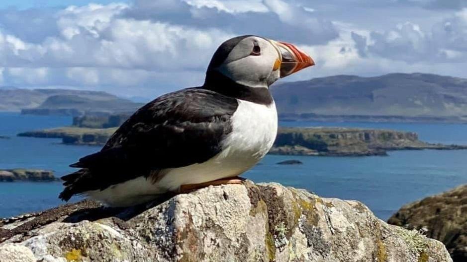 A puffin sitting on a rocky outcropping, with the sea stretching behind the puffin.