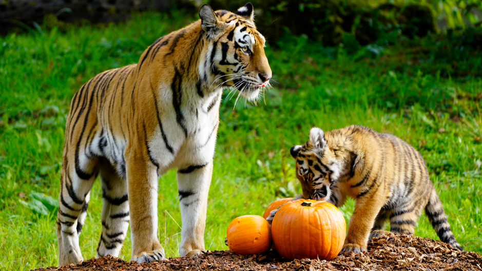 A large female tiger and her cub inspecting three pumpkins on the ground.