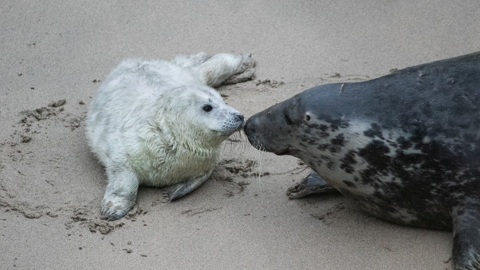 A mother grey seal and her newly-born pup on a sandy beach