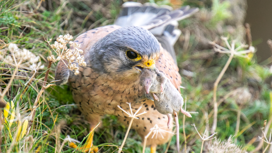 A kestrel with a rodent in its beak, surrounded by grass and other foliage