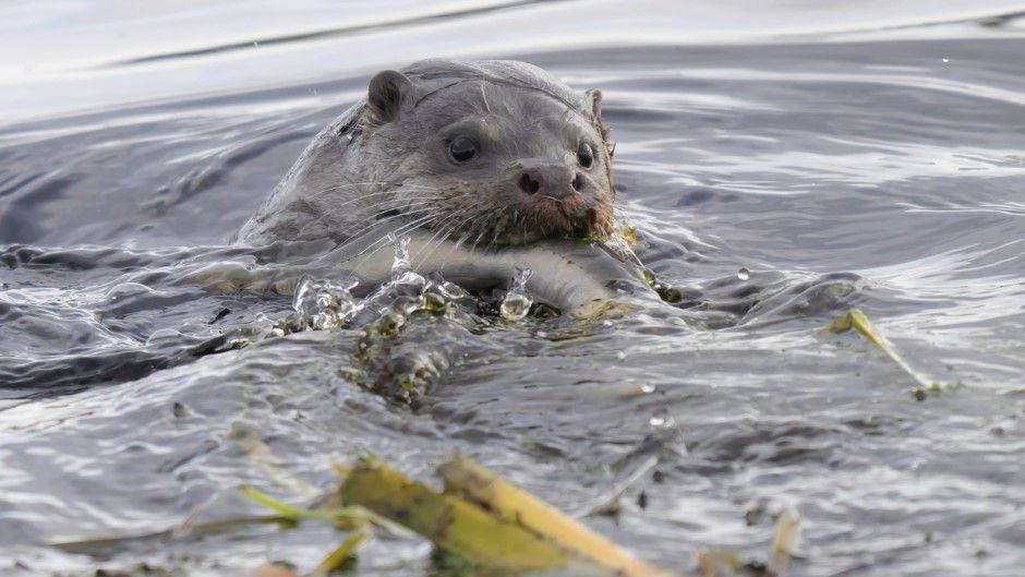 An otter holds a silver fish as it swims through grey water, in the foreground there are floating bits of plants
