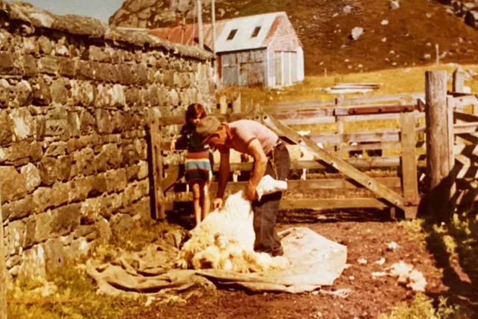 Anne Wood helping at a sheep shearing