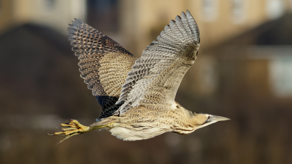 A bittern in mid-flight