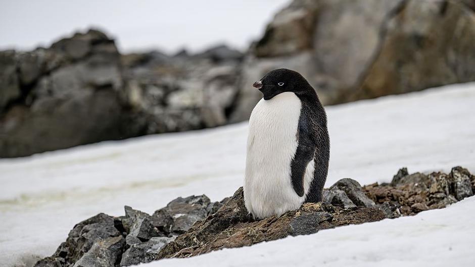 Antarctic Adélie penguin 
