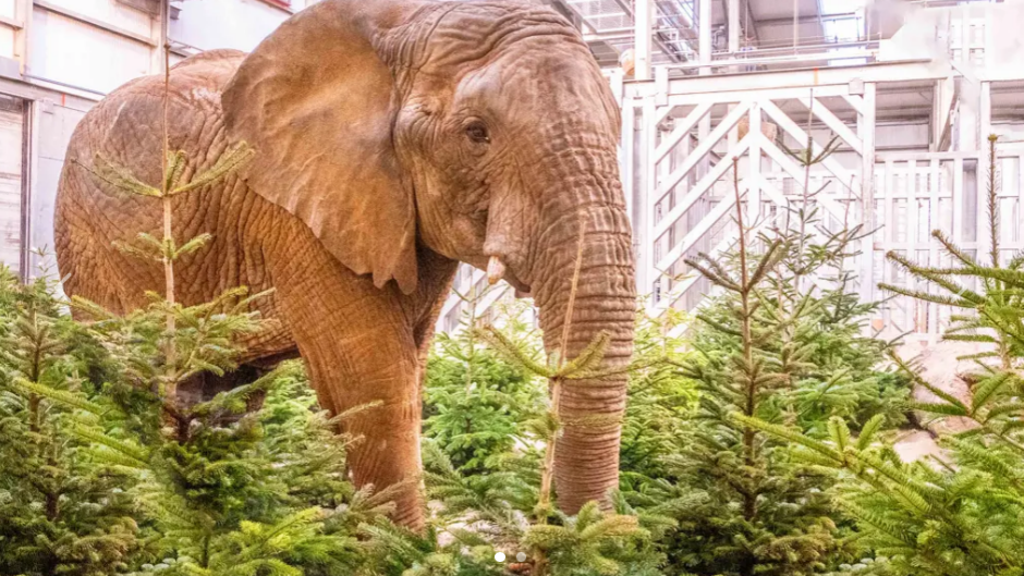 elephant with Christmas Trees