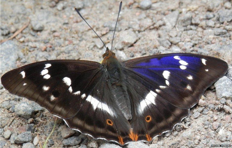 Male Purple Emperor, Fermyn Wood, Northamptonshire, July 2014. Photo: Phoebe Perkins