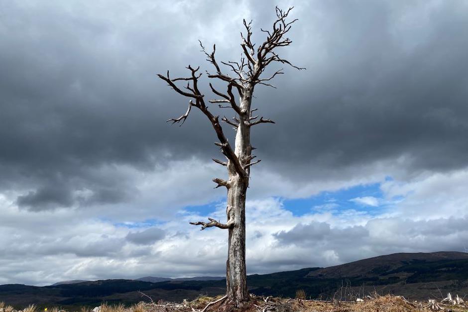 Dead wild Scots pine 