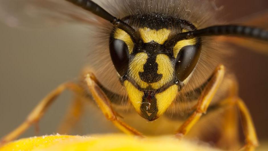 A close up of a wasp showing its yellow legs, yellow and black striped head and its sensory organs - the antennae and eyes.
