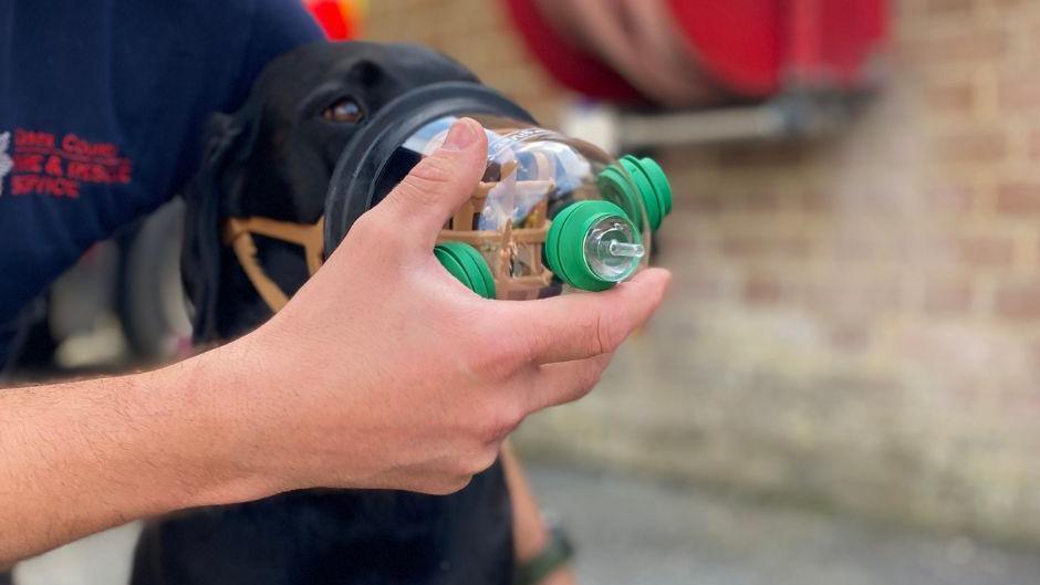 A dog with an oxygen mask held over its face