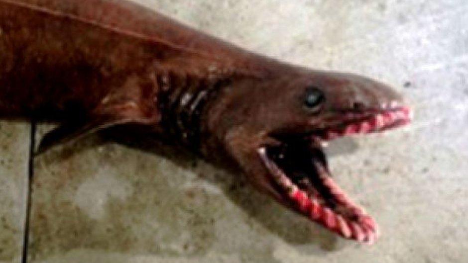 A frilled shark