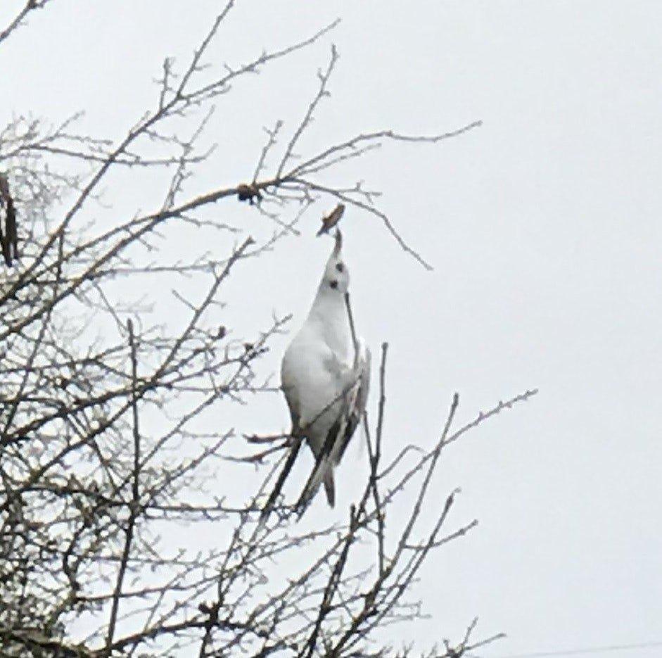 Impaled gull dangling from tree