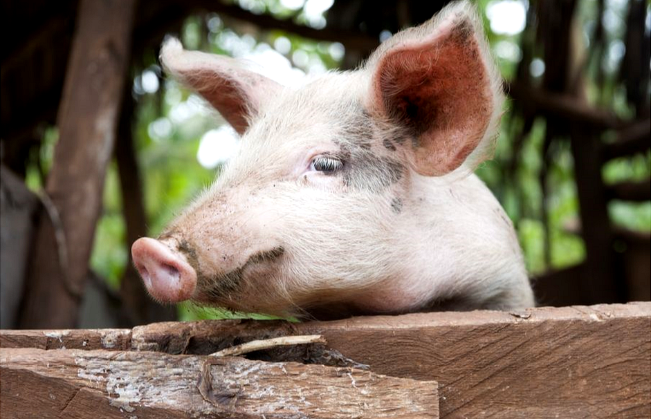 Pig on farm in Uganda