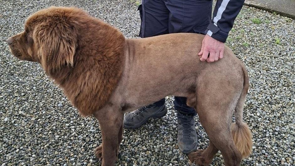 'Mouse' the Newfoundland dog who has been shaved