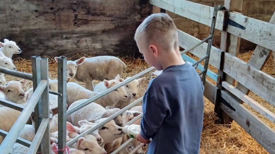 The back of a young blonde boy wearing a blue sweatshirt and holding a bottle of milk which is being drunk out of by a baby lamb, surrounded by other baby lambs in a pen with lots of hay.