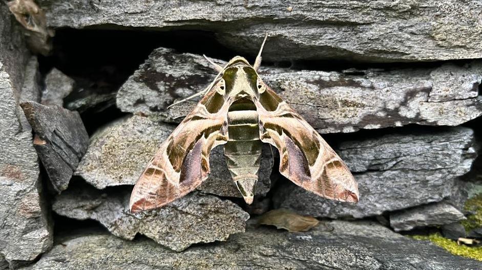 A large colourful moth is standing on a stone wall, displaying its colourful and curved patterns across its wings are in tones of greens, browns, creams, with a little purple.