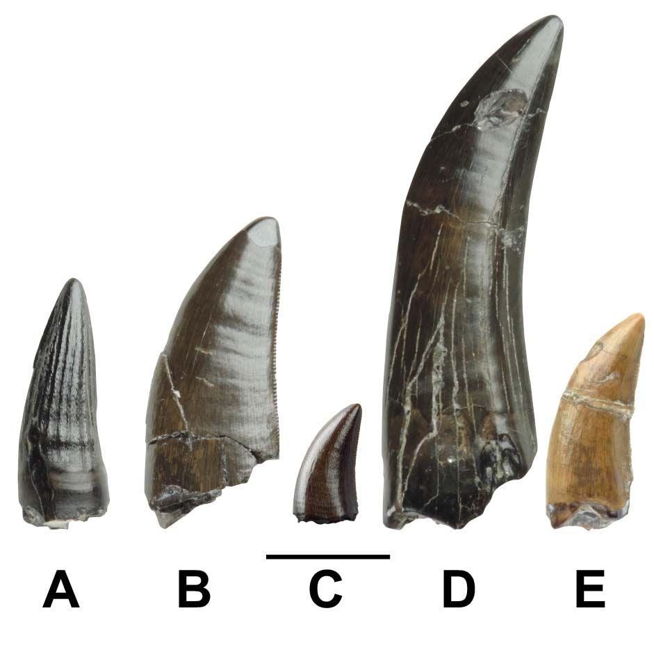 Discovered teeth of (a) spinosaur, (b) tyrannosaur, (c) dromaeosaur, (d) possible tyrannosaur, (e) indeterminate tyrannoraptoran - the group containing tyrannosaurs and dromaeosaurs (Velociraptor and kin). 